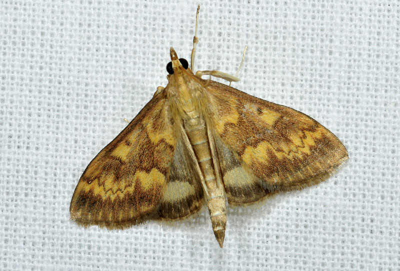 Crambidae da ID - Ostrinia nubilalis